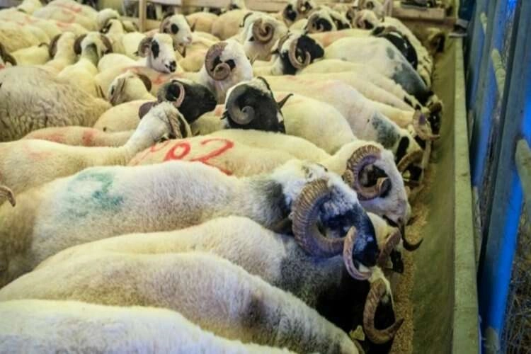 “Hayvanlar arasında hastalık yayılma ihtimali artabilir” haberinin görseli