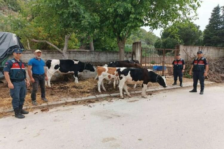 Kurbanlıklar bayram gelmeden firar etti haberinin görseli