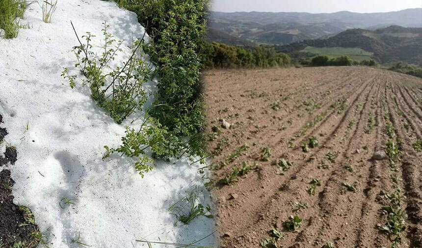 Denizli'de kekik ve adaçayı üretimi yağışlardan olumsuz etkilendi