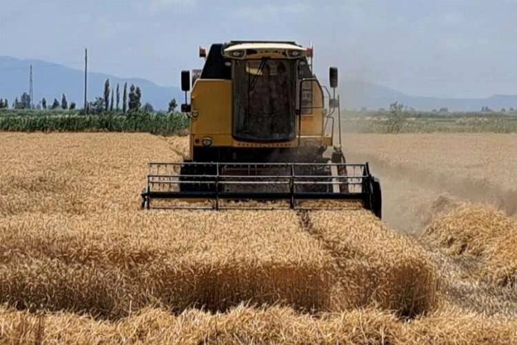 Buğday hasadı gecikmeli olarak başladı haberinin görseli