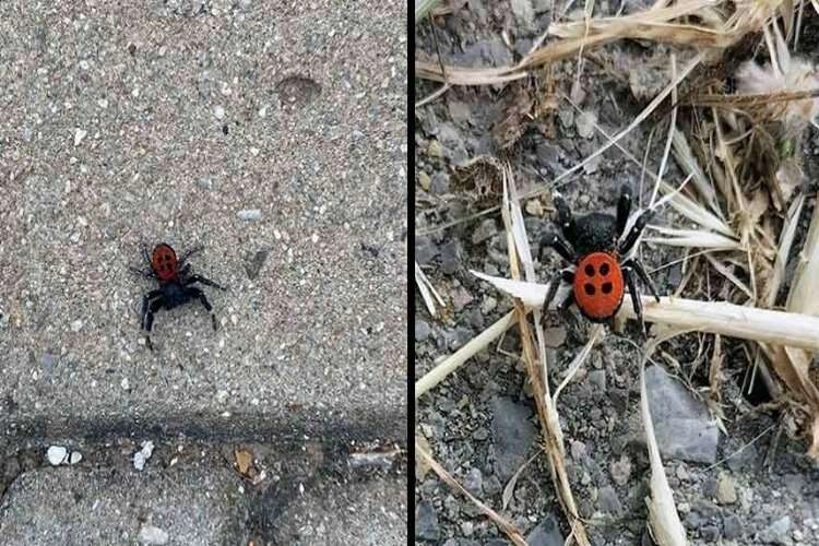 Muğla TOKİ konutlarında zehirli Uğur Böceği haberinin görseli