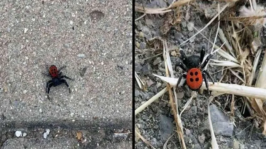 Muğla TOKİ konutlarında zehirli Uğur Böceği haberinin görseli