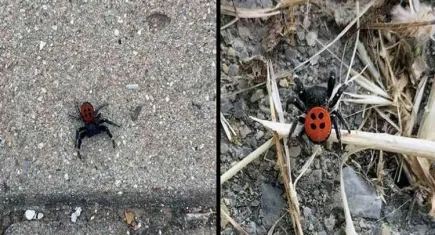 Muğla TOKİ konutlarında zehirli Uğur Böceği