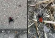 Muğla TOKİ konutlarında zehirli Uğur Böceği