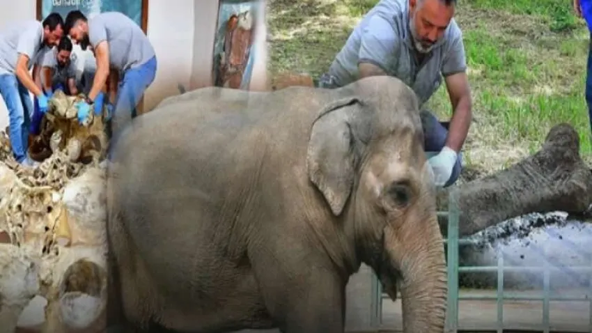 İzmir'in sembollerinden Pak Bahadır'ın iskeleti müzede haberinin görseli