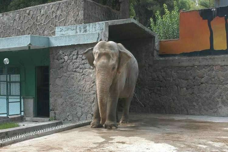 Pak Bahadır efsanesi müzede yaşatılacak haberinin görseli