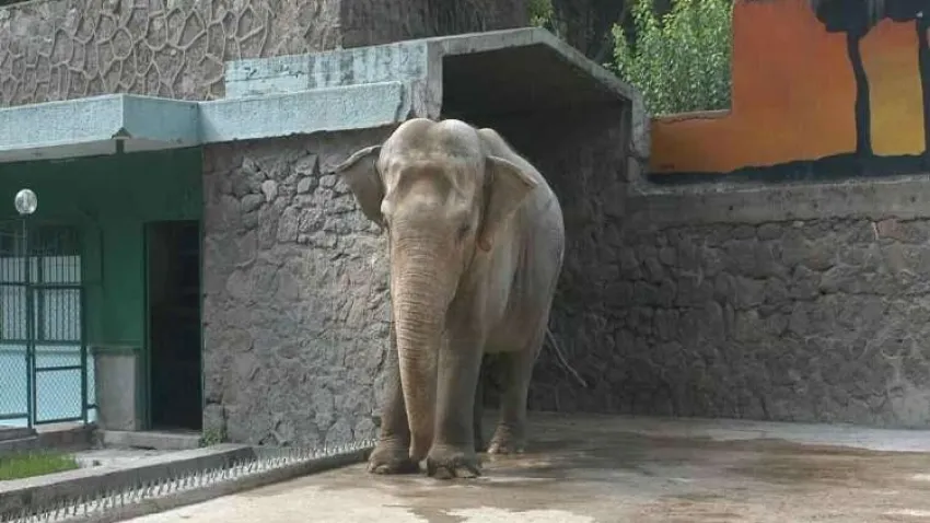 Pak Bahadır efsanesi müzede yaşatılacak haberinin görseli