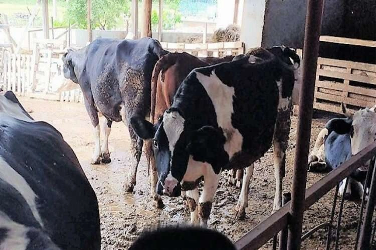 Süt üreticileri yem desteği talep etti haberinin görseli