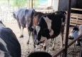 Süt üreticileri yem desteği talep etti