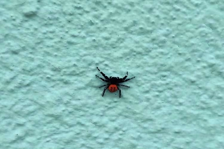 Denizli’de zehirli uğur böceği örümceği görüntülendi haberinin görseli