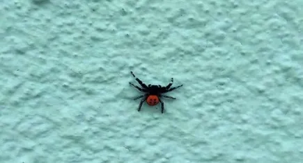 Denizli’de zehirli uğur böceği örümceği görüntülendi