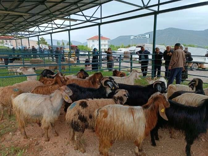 Canlı hayvan pazarı hareketlenmeye başladı