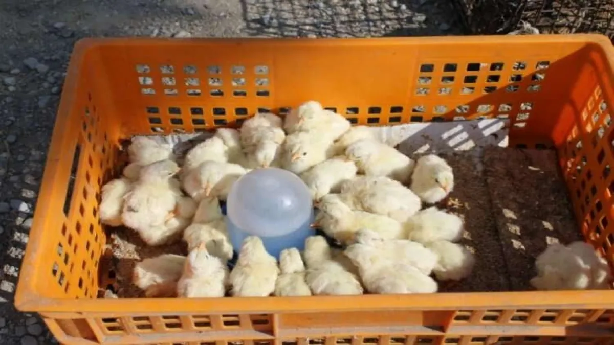 Civciv üreticilerinden yasal düzenleme çağrısı haberinin görseli