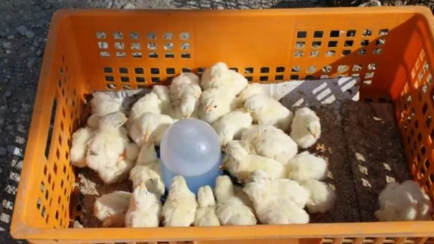 Civciv üreticilerinden yasal düzenleme çağrısı haberinin görseli