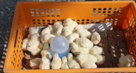 Civciv üreticilerinden yasal düzenleme çağrısı