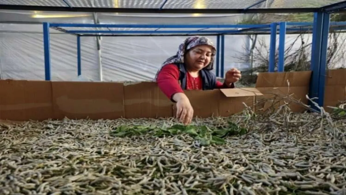 İpekböcekçiliği üretiminde üretici mutlu haberinin görseli