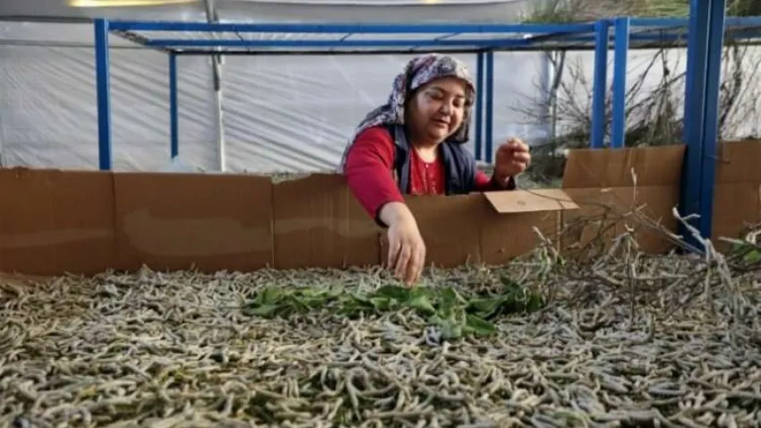 İpekböcekçiliği üretiminde üretici mutlu haberinin görseli