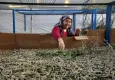 İpekböcekçiliği üretiminde üretici mutlu