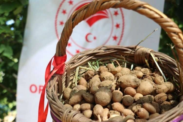 İzmir Buca'da salep hasadı yapıldı haberinin görseli