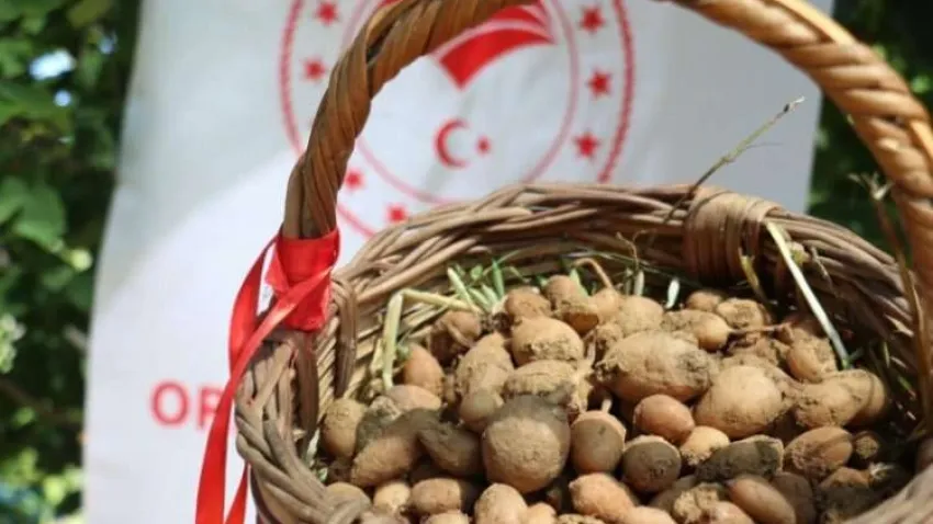 İzmir Buca'da salep hasadı yapıldı haberinin görseli