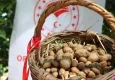 İzmir Buca'da salep hasadı yapıldı
