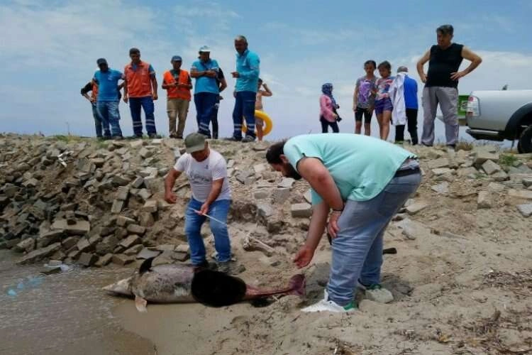 Aydın’da son 1 haftada 6 yunus kıyıya vurdu haberinin görseli