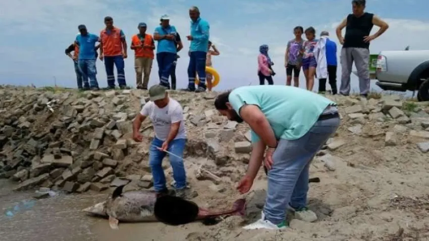 Aydın’da son 1 haftada 6 yunus kıyıya vurdu haberinin görseli