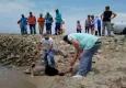 Aydın’da son 1 haftada 6 yunus kıyıya vurdu