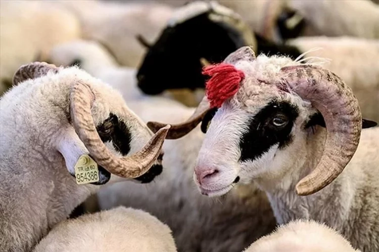 Kurban Bayramı tatili kaç gün olacak? haberinin görseli