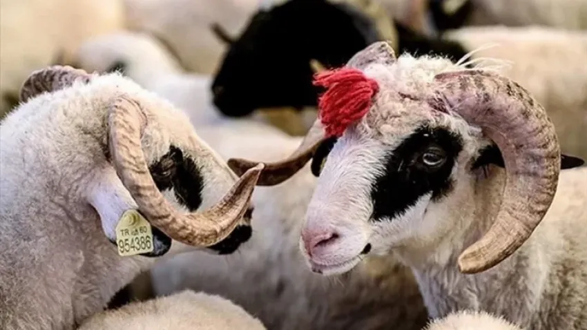 Kurban Bayramı tatili kaç gün olacak? haberinin görseli