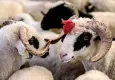 Kurban Bayramı tatili kaç gün olacak?