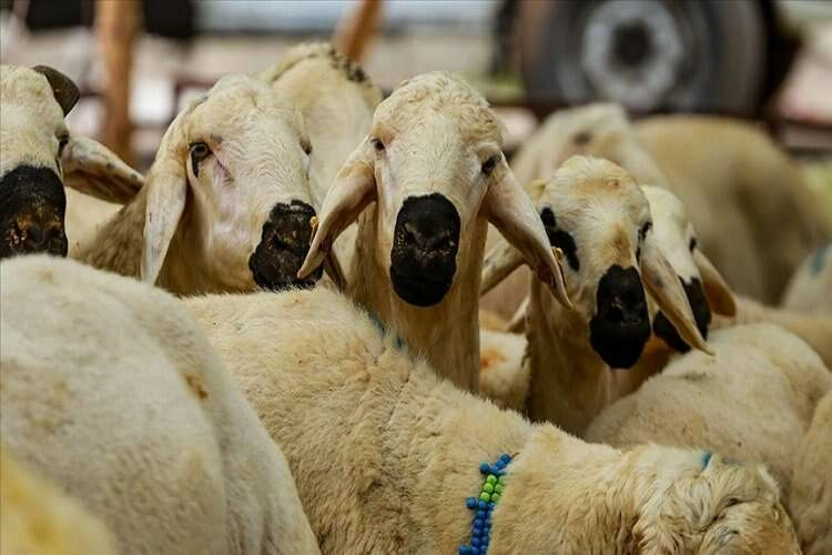 Vekaletle kurban kesim bedelleri belli oldu haberinin görseli