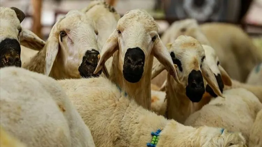 Vekaletle kurban kesim bedelleri belli oldu