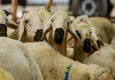 Vekaletle kurban kesim bedelleri belli oldu