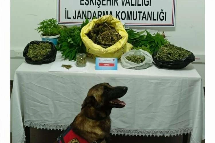 Evinde 223 kök kenevir ve 1 kilo 895 gram esrar bulundu haberinin görseli