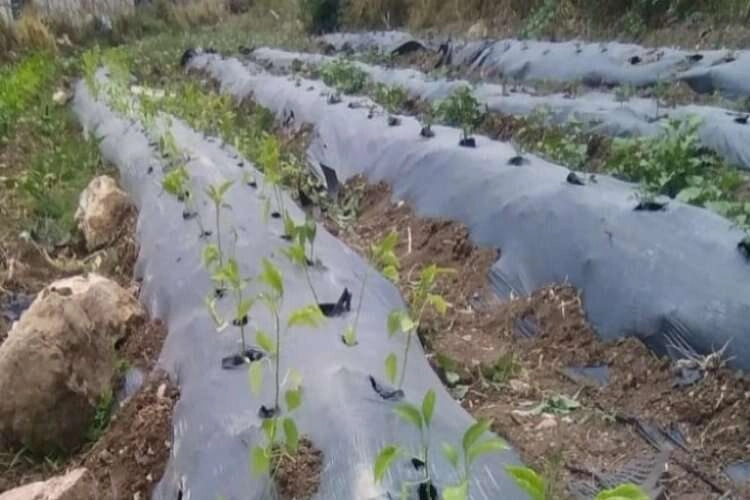 Didim'de sebze fideleri toprakla buluştu haberinin görseli
