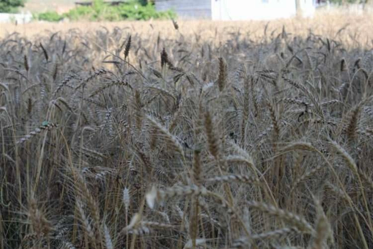 Aydın'da buğday hasadı yapılamadı haberinin görseli