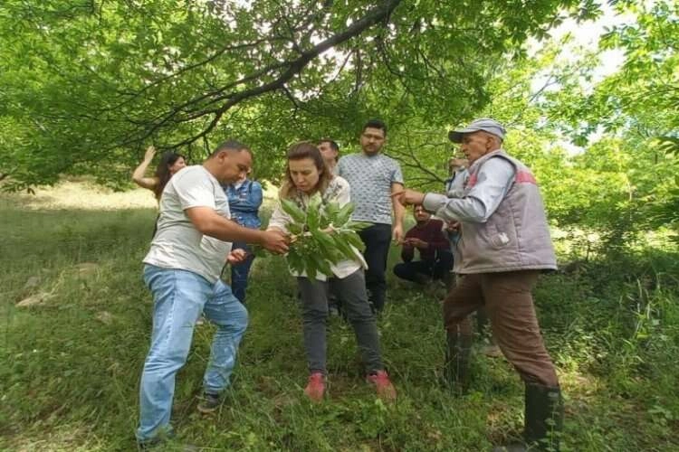 Üreticiler Kestane Gal Arısı'na karşı bilgilendirildi haberinin görseli