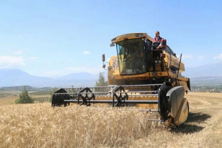 Pamukkale'de yılın ilk hasadı başladı haberinin görseli