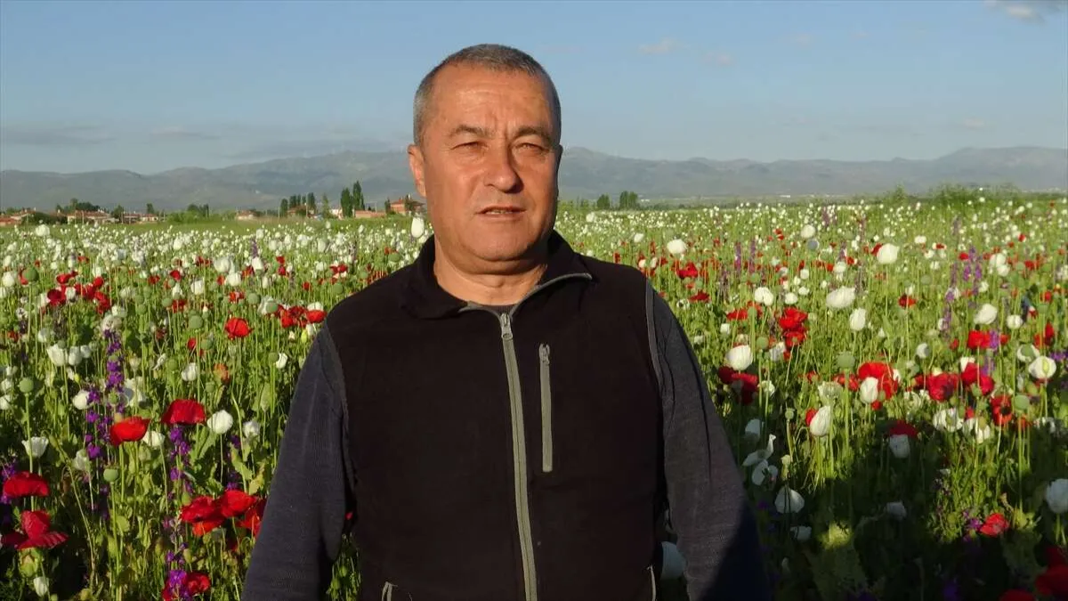 Afyonkarahisar'ın haşhaş tarlaları çiçeklendi - 723