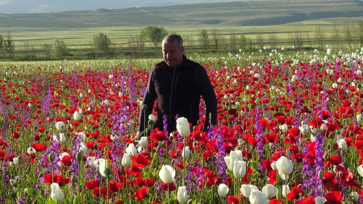Afyonkarahisar&#039;ın haşhaş tarlaları çiçeklendi