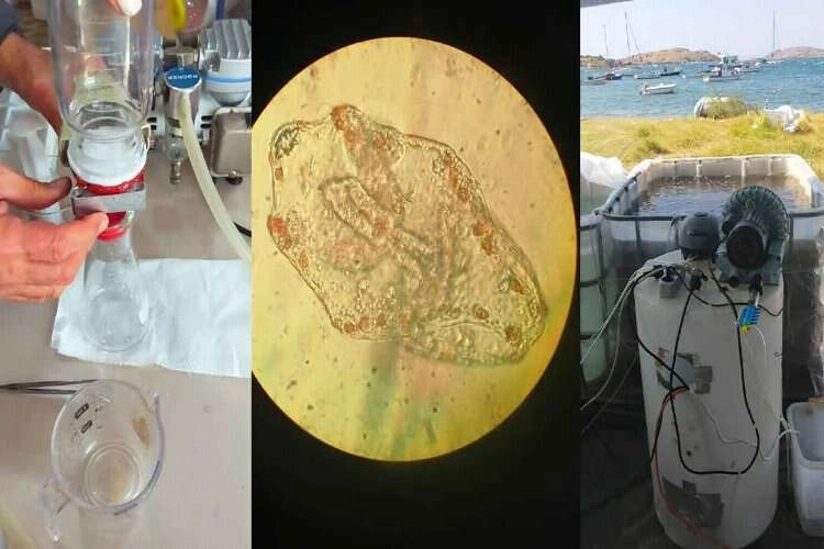 Foça Belediyesi su akademisi kuruyor haberinin görseli