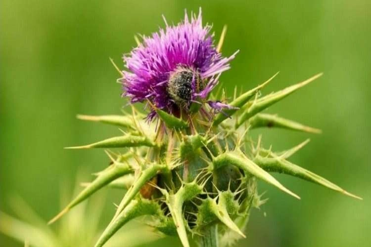 Deve dikeninin faydaları şaşırttı haberinin görseli