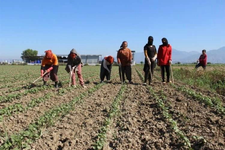 Çapacı kızlar tarlaya indi, Aydın Ovası şenlendi haberinin görseli