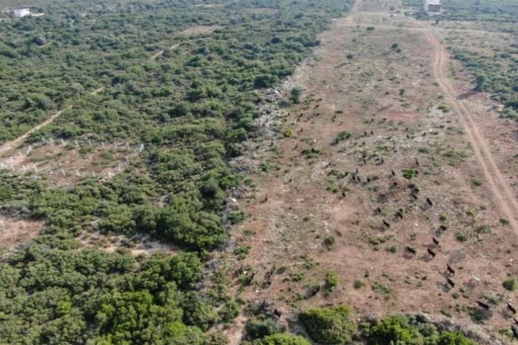 Aydın'da 150 firari keçi drone ile bulundu haberinin görseli