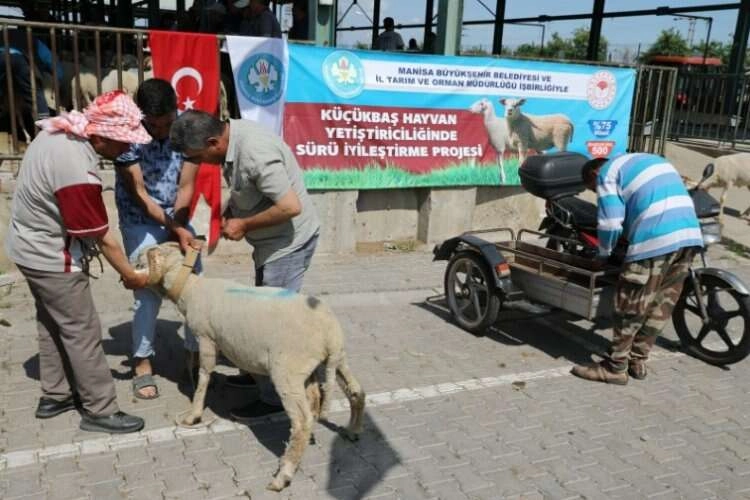 Manisa Büyükşehir, damızlık koç dağıttı