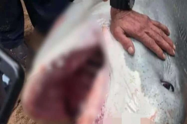 Rus turist, köpekbalığı saldırısına uğradı haberinin görseli