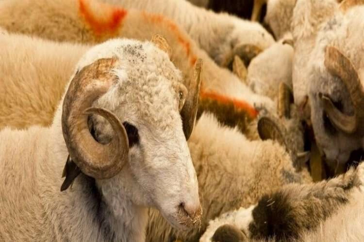 Afyonkarahisar’da kurban satış ve kesim yerleri belli oldu haberinin görseli