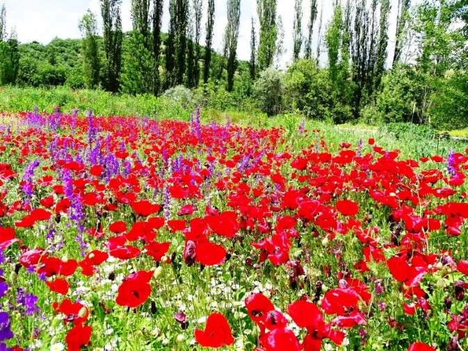 Tarlada açan gelincikler tarlaları kırmızıya boyadı