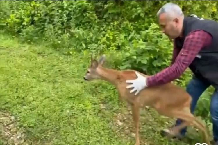 Bartın'da bitkin halde bulunan karaca doğaya salındı